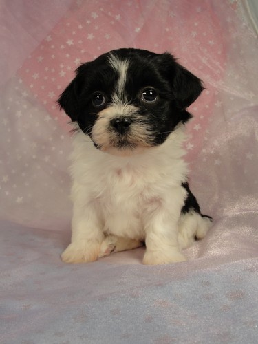 Female Shih tzu bichon (Teddy Bear) Puppy #18 Born December 7, 2011